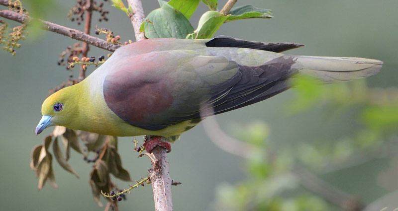 Wedge Tailed Green Pigeon