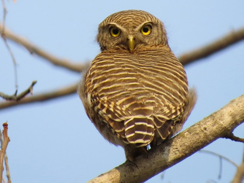 Asian Barred Owlet