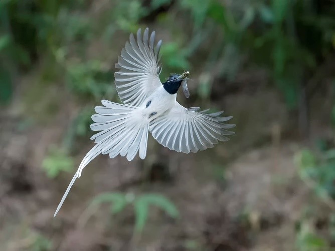 Asian Paradise Flycatcher