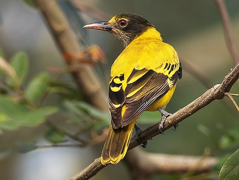 Black Hooded Oriole