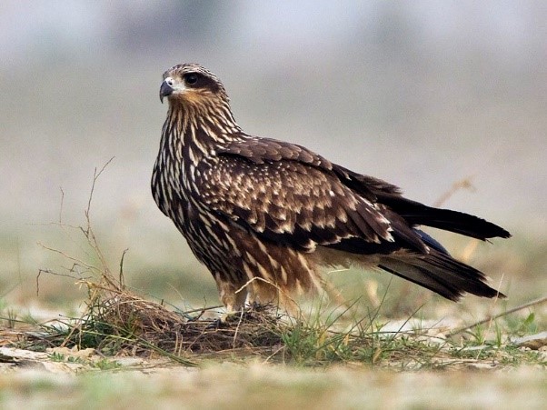 Black Kite