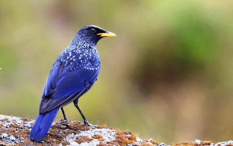 Blue Whistling Thrush