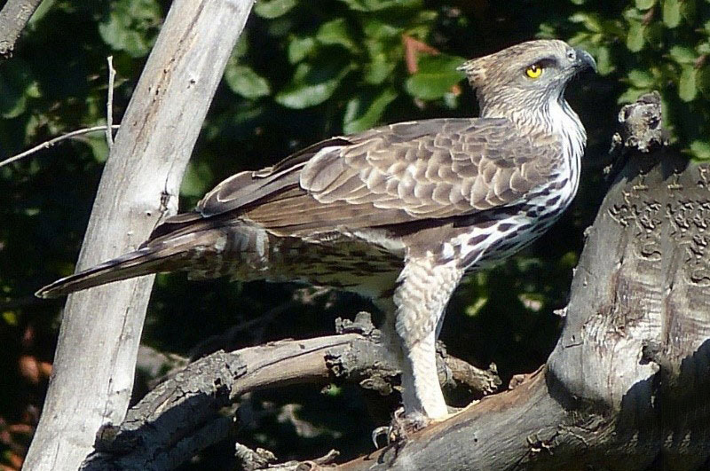 Changeable Hawk Eagle