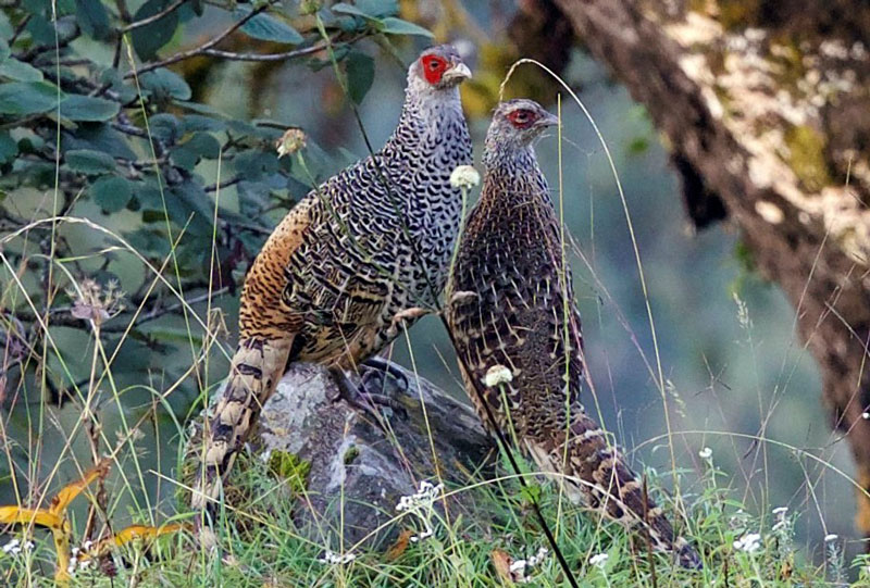 Cheer Pheasant