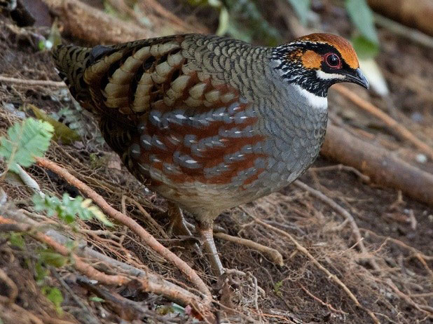 Common Hill Partridge