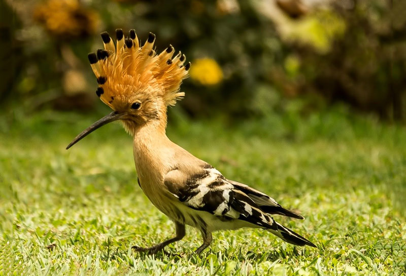 Common Hoopoe