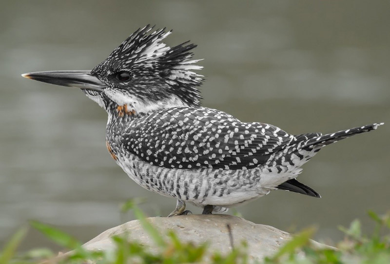 Crested Kingfisher