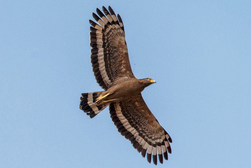 Crested Serpent Eagle