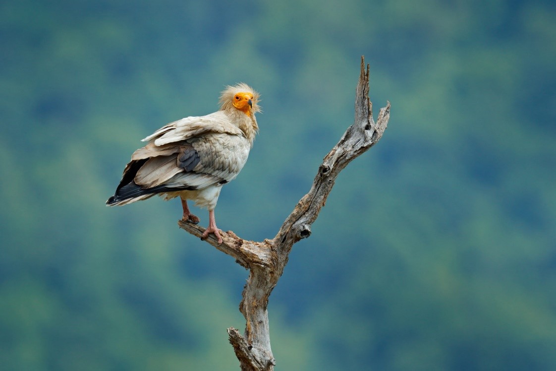 Egyptian Vulture