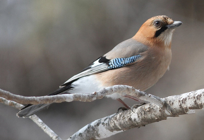 Eurasian Jay