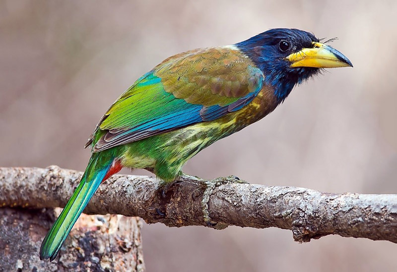 Great Barbet