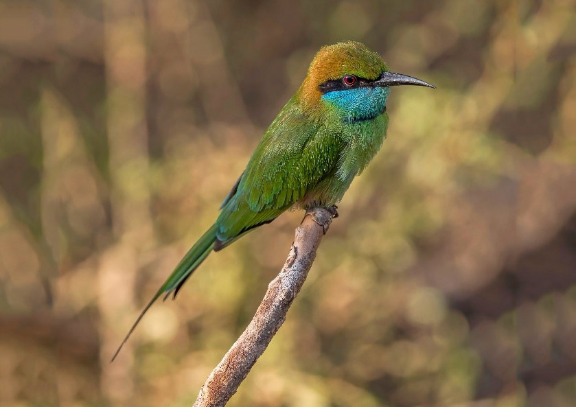 Green Bee Eater