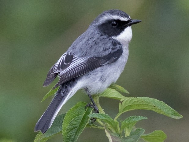 Grey Bush Chat