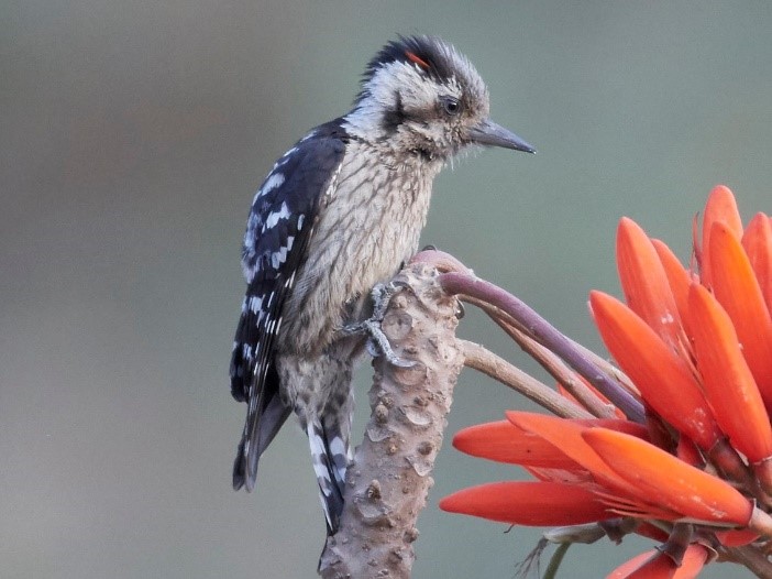 Grey Capped Pygmy