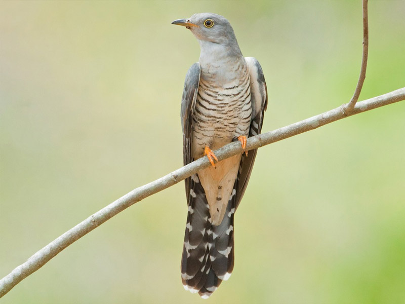 Himalayan Cuckoo