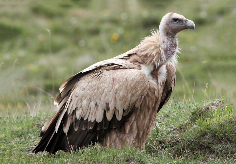 Himalayan Griffon