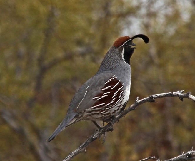 Himalayan Quail