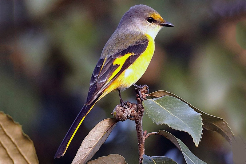 Long Tailed Minivet