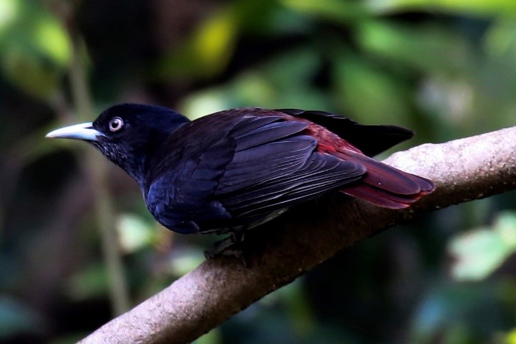 Maroon Oriole