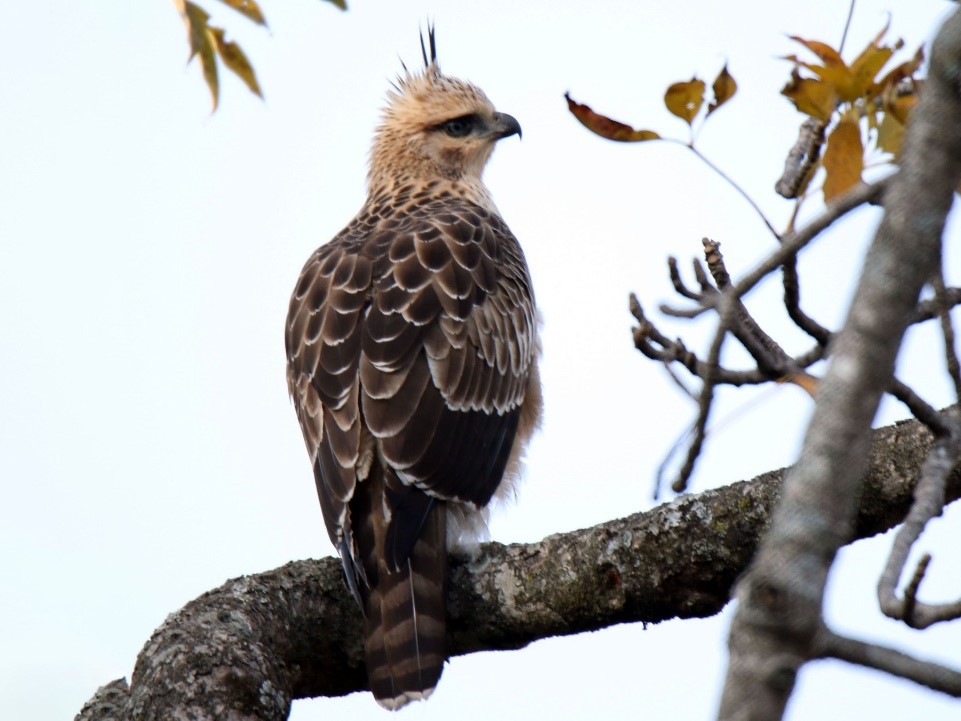 Mountain Hawk Eagle