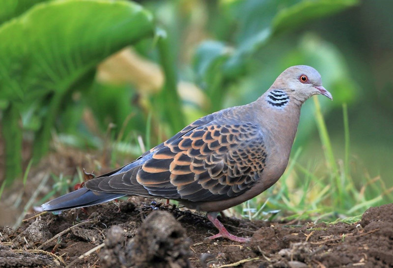 Oriental Turtle Dove