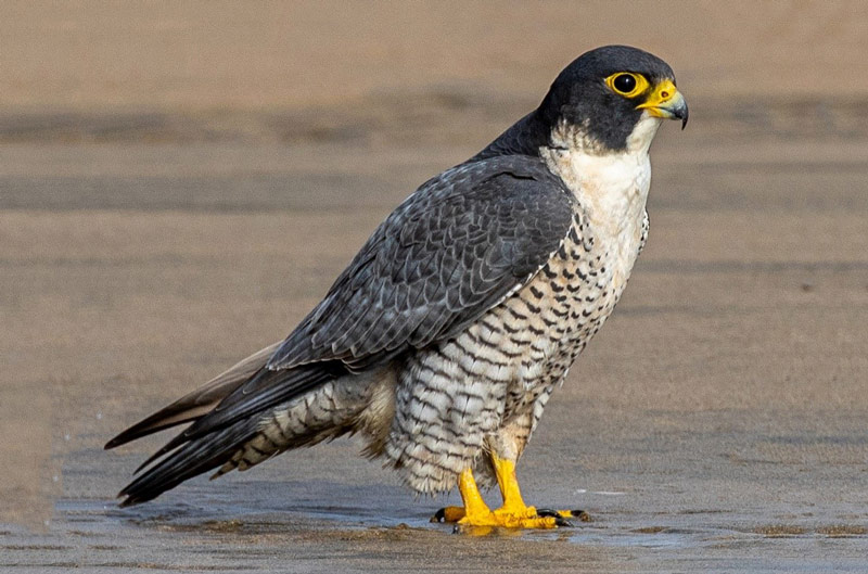 Peregrine Falcon