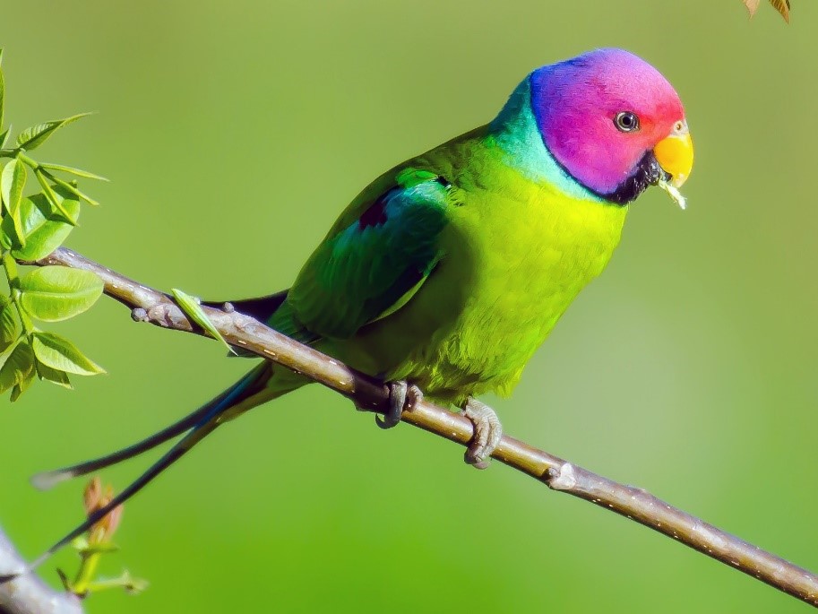 Plum Headed Parakeet