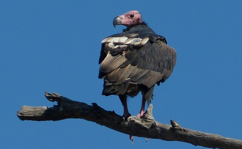 Red Headed Vulture