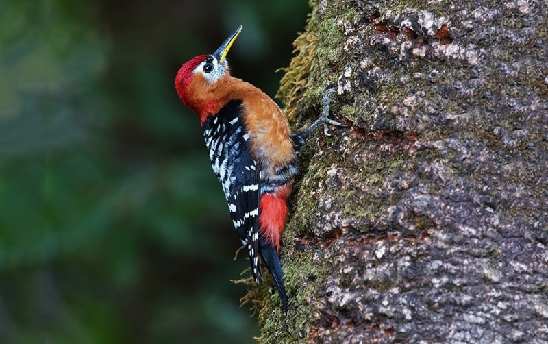 Rufous-bellied Woodpecker