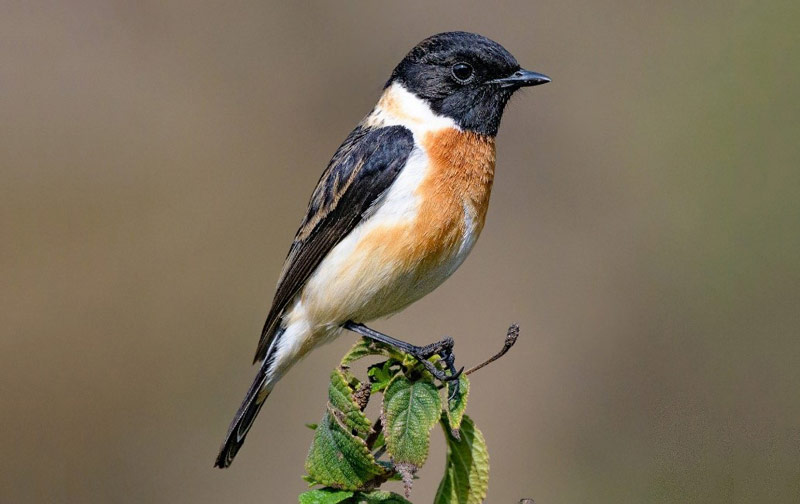 Siberian Stonechat