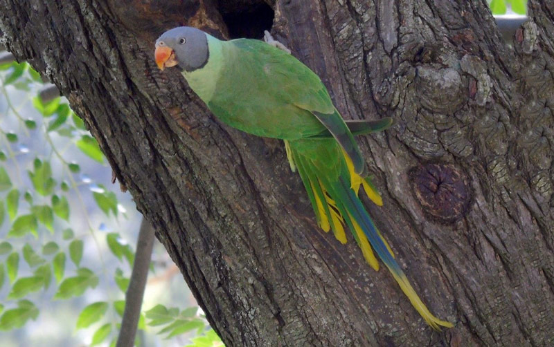 Slaty Headed Parakeet