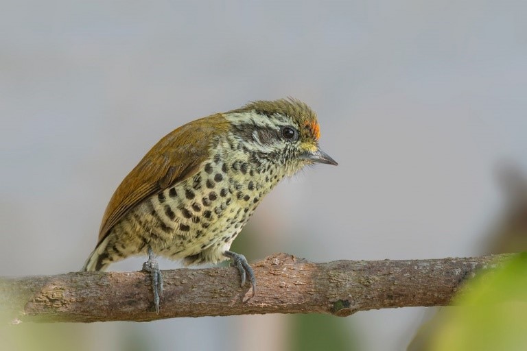 Speckled Piculet