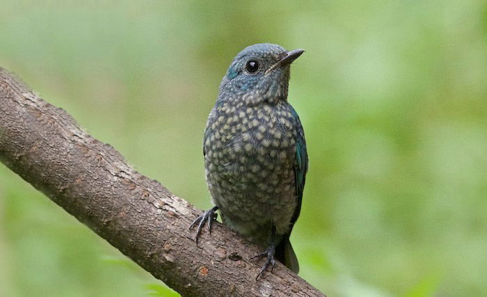 Verditer Flycatcher