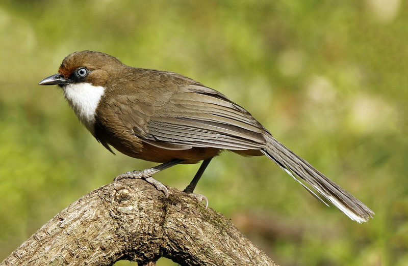 White throated Laughing Thrush