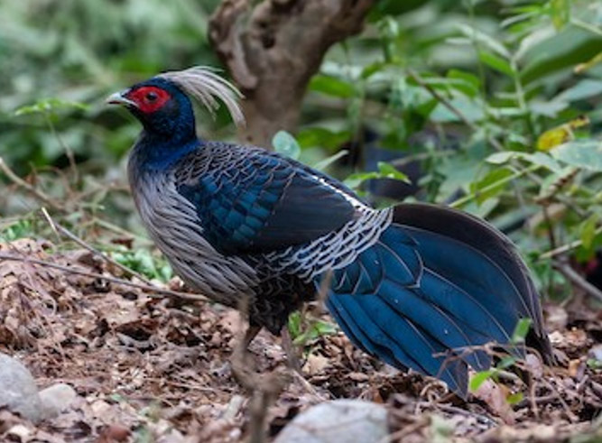 kalij Pheasant