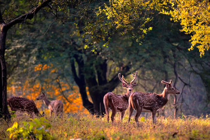 Jim Corbett Park